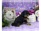 Cavalier King Charles Spaniel PUPPY FOR SALE ADN-578034 - Black and Tan male