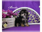 Poodle (Toy) PUPPY FOR SALE ADN-578088 - TEACUP Phantom male