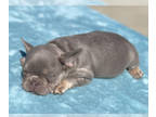 French Bulldog PUPPY FOR SALE ADN-578056 - QUEEN Isabella Tri Fluffy Carrier