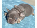 French Bulldog PUPPY FOR SALE ADN-578057 - QUEEN Isabella Tri Fluffy Carrier