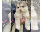 Alaskan Malamute PUPPY FOR SALE ADN-577863 - Premier AKC Alaskan Malamute pups
