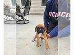 Boxer PUPPY FOR SALE ADN-577525 - Boxer Puppies