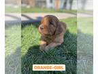 Goldendoodle PUPPY FOR SALE ADN-578108 - Goldendoodle F1 Puppies