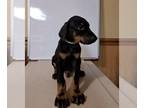 Doberman Pinscher PUPPY FOR SALE ADN-577614 - Doberman puppies