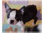 Boston Terrier PUPPY FOR SALE ADN-577729 - Gorgeous Brindle Female