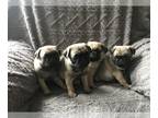 Pug PUPPY FOR SALE ADN-577833 - Spring Babies