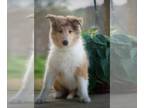 Scotch Collie PUPPY FOR SALE ADN-578002 - Collie Puppies