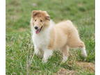 Scotch Collie PUPPY FOR SALE ADN-578004 - Collie Puppies