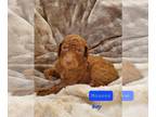 Poodle (Standard) PUPPY FOR SALE ADN-577855 - Red AKC Standard Poodles