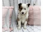 Shetland Sheepdog PUPPY FOR SALE ADN-577815 - Cute puppy