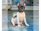 French Bulldog PUPPY FOR SALE ADN-577902 - Blue and lilac frenchies