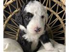 Sheepadoodle PUPPY FOR SALE ADN-578098 - Gems