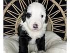 Sheepadoodle PUPPY FOR SALE ADN-578101 - Gems
