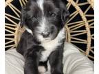 Sheepadoodle PUPPY FOR SALE ADN-578102 - Gems