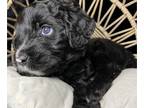 Sheepadoodle PUPPY FOR SALE ADN-578105 - Gems