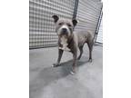 Adopt 52313666 a Pit Bull Terrier, Mixed Breed