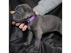 Cane Corso Puppy for sale in Queens, NY, USA
