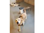 Adopt Ace a White - with Tan, Yellow or Fawn Labrador Retriever / Mixed dog in