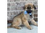 Adopt Curly a German Shepherd Dog / Mixed Breed (Medium) / Mixed dog in Dalton