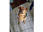 Adopt Ripley a Brown/Chocolate - with Black German Shepherd Dog / Mixed dog in