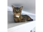 Adopt Arza a Tan or Fawn Domestic Shorthair / Domestic Shorthair / Mixed cat in