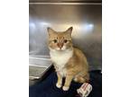 Adopt Aries a Orange or Red Domestic Shorthair / Domestic Shorthair / Mixed cat