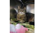 Adopt Darla a Brown or Chocolate Domestic Shorthair / Domestic Shorthair / Mixed