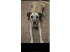 Adopt Bailey a Tan/Yellow/Fawn Black Mouth Cur / Labrador Retriever / Mixed dog