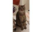 Adopt Blueberry a Brown Tabby 