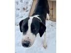 Adopt Neville a Black Pointer / American Pit Bull Terrier / Mixed dog in Eagle
