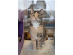 Adopt Eve a Orange or Red Domestic Shorthair / Domestic Shorthair / Mixed (short
