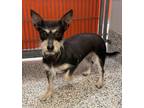 Adopt Winnie Poo a Schnauzer (Miniature) / Chinese Crested / Mixed dog in