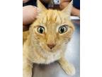 Adopt Cohen a Orange or Red Domestic Shorthair / Domestic Shorthair / Mixed cat