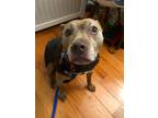 Adopt Olive a Brown/Chocolate Pit Bull Terrier / Mixed dog in LONG ISLAND CITY