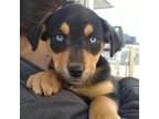 Adopt Tai a Black Husky dog in Vail, AZ (37685880)