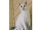 Adopt Pride a White Domestic Mediumhair / Mixed (medium coat) cat in Mobile