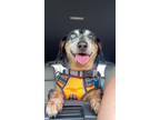 Adopt Archie a Dachshund / Mixed dog in Ft. Lauderdale, FL (37680147)
