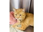Adopt December a Orange or Red Domestic Shorthair / Domestic Shorthair / Mixed