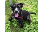 Adopt Ricky a Black Australian Cattle Dog / Mixed dog in Williamsburg