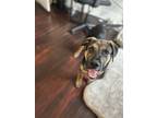 Adopt Jack a Black Rottweiler dog in Denver, CO (37685275)