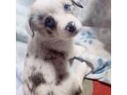 Cardigan Welsh Corgi Puppy for sale in Woodland, WA, USA