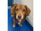 Adopt Sable a Tan/Yellow/Fawn Beagle / Mixed dog in Lancaster, SC (37685028)