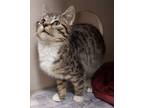 Adopt Mystique a Tiger Striped Domestic Shorthair (short coat) cat in