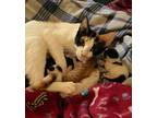 Adopt Mama Miranda a Calico / Mixed (short coat) cat in El Dorado, AR (37684578)