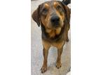 Adopt Waylon Oakdale a Shepherd (Unknown Type) / Mixed dog in Jackson