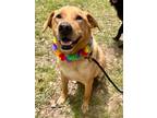 Adopt Warren a Labrador Retriever / Mixed dog in Jackson, MS (37684524)