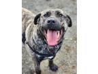 Adopt Magnolia a Mastiff / Mixed dog in St Helens, OR (37684429)