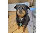 Adopt Bear a Black - with Tan, Yellow or Fawn Rottweiler / Mixed dog in San