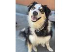 Adopt Frasier a Black - with White Australian Shepherd / Mixed dog in San