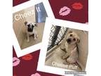 Adopt Cheez It a Tan/Yellow/Fawn - with Black Husky / Cane Corso / Mixed dog in